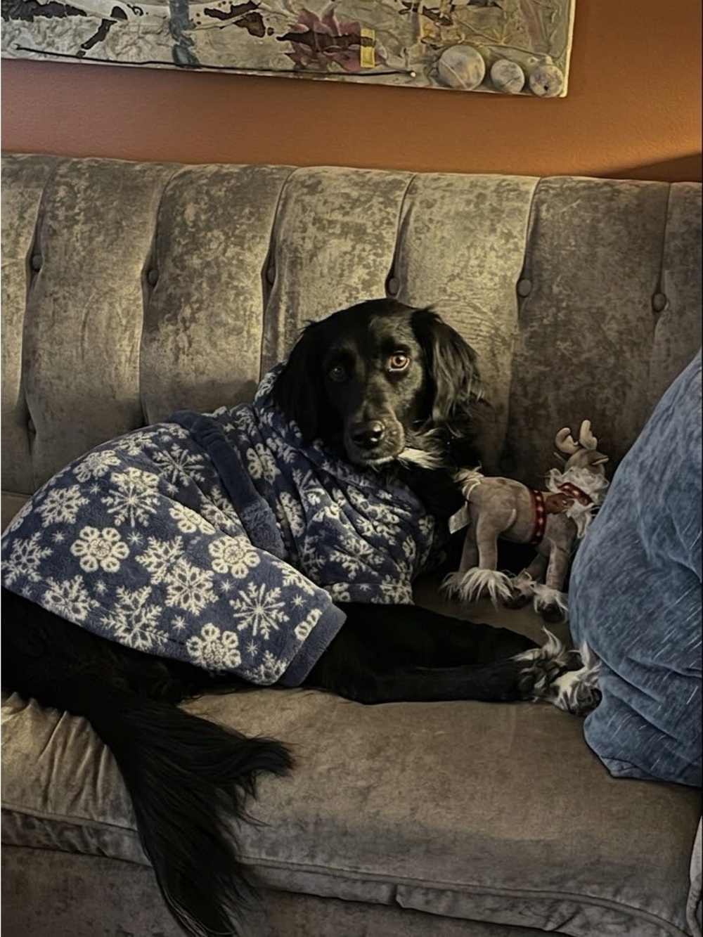 Cozy Navy Snowflake Dog Robe - Pet Bathrobe for Large Dogs